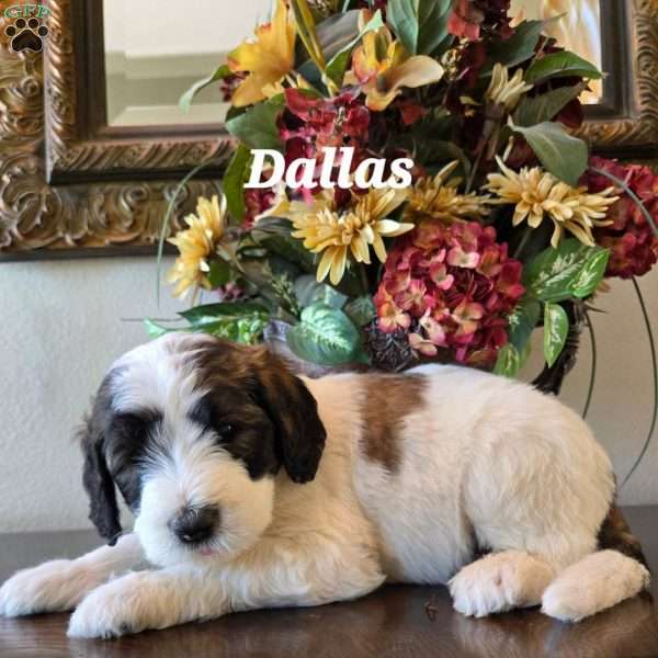 Dallas, Saint Berdoodle Puppy